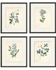 grafiki i ilustracje Kwiaty Ilustracja Druk Botaniczny prezent stara Grafika Rysunek