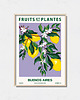 plakaty Plakat botaniczny "Buenos Aires"