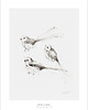 grafiki i ilustracje Raniuszki Fine Art Print