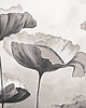 fototapeta Fototapeta Poppy