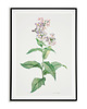 plakaty Plakat botaniczny GRAFIKA Lewkonia Vintage