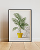 plakaty Plakat - Palma Areca