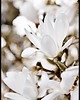 plakaty Plakat "Kwiat magnolii"