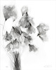plakaty Wełnianka Eriophorum print / 40x50 cm