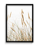 plakaty Plakat Morskie Trawy