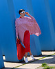 tuniki damskie New TUNIKA Geometryczna paski red