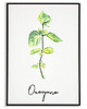 plakaty Plakat botaniczny GRAFIKA roślina ZIOŁA oregano