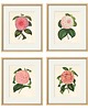 grafiki i ilustracje Zestaw Grafik Botanicznych Vintage