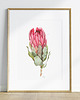 grafiki i ilustracje Protea, grafika, akwarela