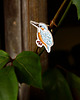 przypinki Pins "Zimorodek"