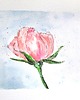 obrazy Akwarele ZIMA Miesiące Krajobraz Rośliny obraz róża walentynki śnieg