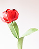 dodatki - różne Papierowy tulipan - czerwony - realistyczny