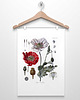 plakaty MAK ZIELNIK plakat  A4, A3, 30X40