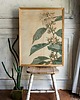 grafiki i ilustracje PLAKAT botaniczny vintage, kawa arabica,kwiaty grafika, rysunek kwiaty