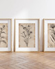 grafiki i ilustracje ZESTAW 3 PLAKATÓW beżowe botaniczne vintage