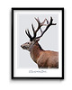 plakaty Plakat Christmas Deer