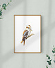 grafiki i ilustracje Ilustracja ptaka - kukabura chichotliwa