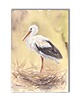 grafiki i ilustracje Bocian. Akwarela ręcznie malowana