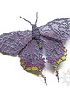 broszki Nocny motyl II, broszka, beading