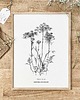 grafiki i ilustracje Marchew zwyczajna - rysunek botaniczny