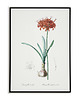 plakaty Amarylis - Plakat botaniczny - Retro