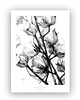 grafiki i ilustracje Cotton flowers