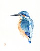 obrazy Oryginalna akwarela. Zimorodek