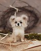 figurki i rzeźby Chihuahua Miniatura- zamówienie indywidualne