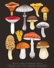 plakaty Plakat "Grzyby" 30x40 cm na brązowym tle