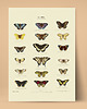 plakaty Plakat z motylami stary vintage retro tablica