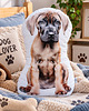 poduszki do pokoju dziecka Poduszka piesek przytulanka piesek dog niemiecki maskotka pluszowy dog niemiecki