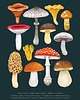 plakaty Plakat "Grzyby" 30x40 cm na morskim tle