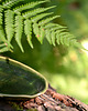 patery i talerze Patery z kolekcji FERN, zestaw trzech talerzy z liściem paproci