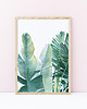 grafiki i ilustracje Palma  - ilustracja botaniczna