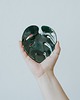 mydelniczki Mini Monstera Black Green