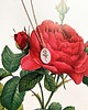 srebrne naszyjniki Rosa- naszyjnik- Róża