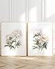 obrazy Białe Piwonie - Zestaw dwóch grafik