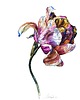 obrazy "Kolorowy tulipan" 29.5*41.5 cm/ akwarela