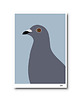 obrazy i plakaty do pokoju dziecięcego Plakat A4 Gołąb Generał
