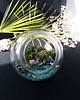 dodatki - różne Terrarium natura zamknięta w szkle