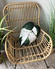 poduszki z grafiką Poduszka Liść Philodendron White Princess