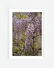 fotografia Zwisająca wisteria I