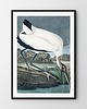 plakaty Plakat Vintage ptak 2