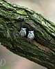 kolczyki wire wrapping Leśne opowieści - sówki
