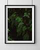 plakaty Paprocie, plakat, fotografia, plik cyfrowy