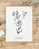 grafiki i ilustracje Aster drobnokwiatowy - rysunek botaniczny