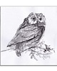 grafiki i ilustracje Sowa. Grafika ręcznie malowana