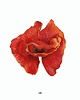 plakaty Plakat Papaver