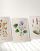 plakaty 3 ilustracje botaniczne | 50x70 cm