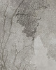 fototapeta Tree -  Fototapeta